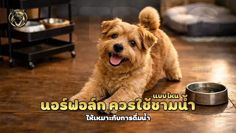 นอร์ฟอล์ก ควรใช้ชามน้ำ แบบไหน