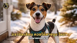 บราซิลเลียน ควรใช้สายจูง ไหม