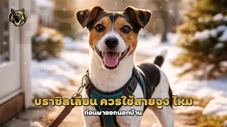 บราซิลเลียน ควรใช้สายจูง ไหม