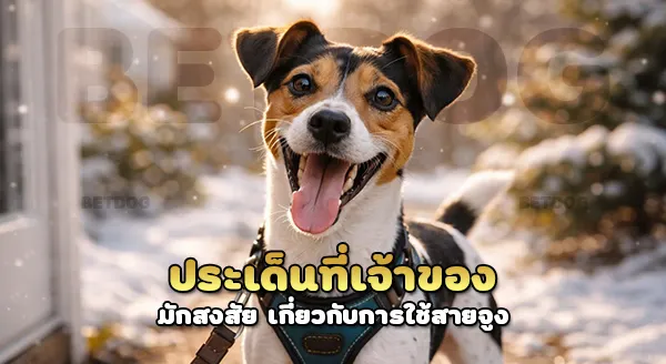 บราซิลเลียน ควรใช้สายจูง ไหม