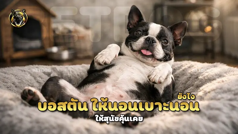 บอสตัน ให้นอนเบาะนอน ยังไง