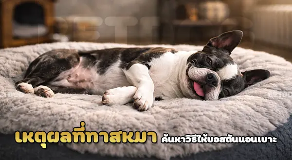 บอสตัน ให้นอนเบาะนอน ยังไง