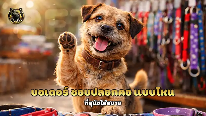 บอเดอร์ ชอบปลอกคอ แบบไหน