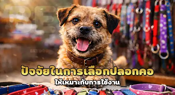 บอเดอร์ ชอบปลอกคอ แบบไหน