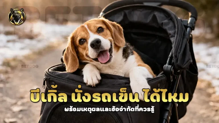 บีเกิ้ล นั่งรถเข็น ได้ไหม