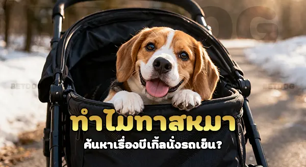 บีเกิ้ล นั่งรถเข็น ได้ไหม