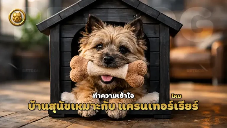 บ้านสุนัขเหมาะกับ แครนเทอร์เรียร์ ไหม