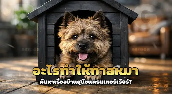 บ้านสุนัขเหมาะกับ แครนเทอร์เรียร์ ไหม