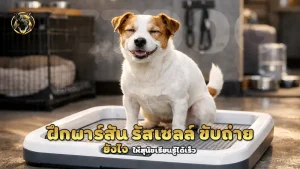 ฝึกพาร์สัน รัสเซลล์ ขับถ่ายยังไง