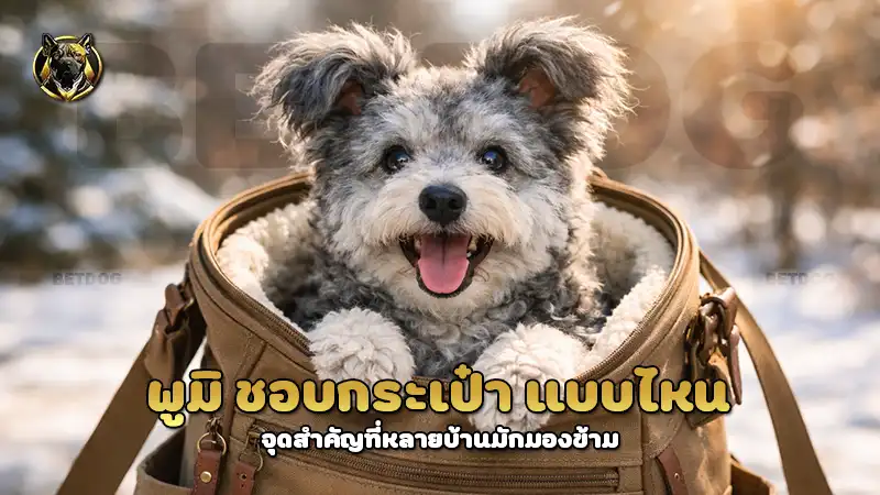 พูมิ ชอบกระเป๋า แบบไหน