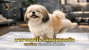 ลาซาแอปโซ ใช้แผ่นรองซับ แบบไหน
