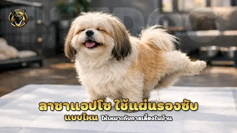 ลาซาแอปโซ ใช้แผ่นรองซับ แบบไหน