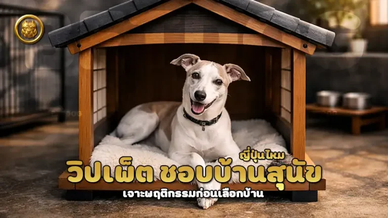 วิปเพ็ต ชอบบ้านสุนัข ญี่ปุ่นไหม