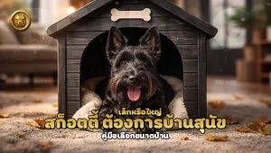 สก็อตตี้ ต้องการบ้านสุนัข เล็กหรือใหญ่