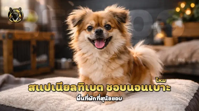 สแปเนียลทิเบต ชอบนอนเบาะ ไหม