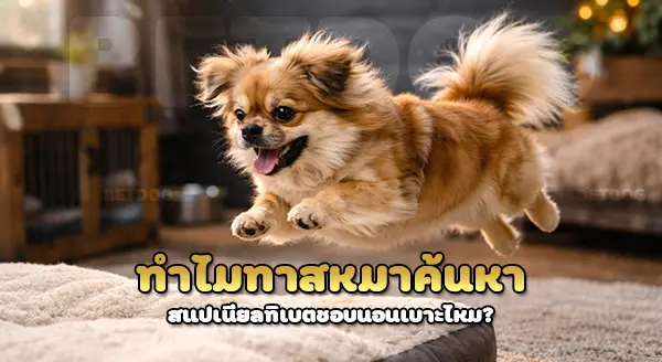 สแปเนียลทิเบต ชอบนอนเบาะ ไหม