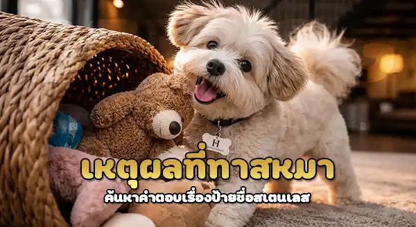 ฮาวานีส ใช้ป้ายชื่อสเตนเลส ได้ไหม