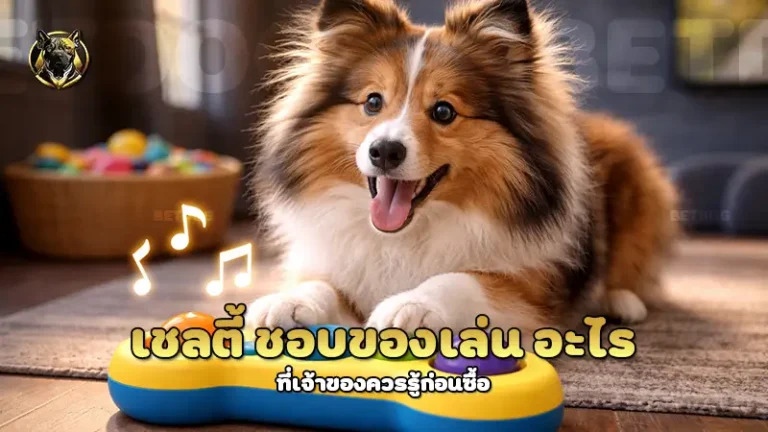 เชลตี้ ชอบของเล่น อะไร