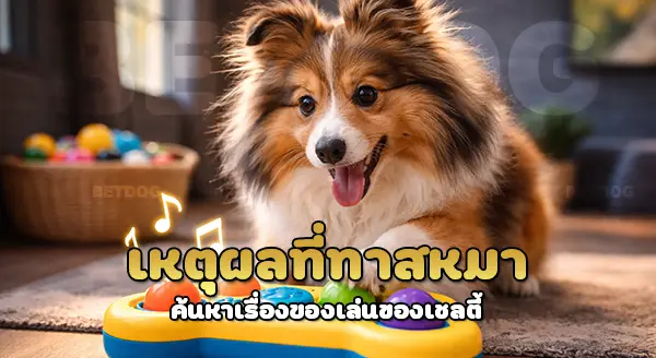 เชลตี้ ชอบของเล่น อะไร