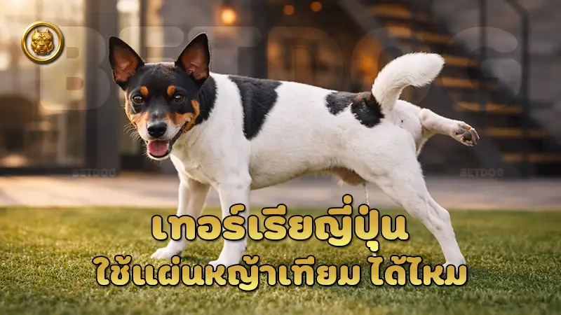 เทอร์เรียญี่ปุ่น ใช้แผ่นหญ้าเทียม ได้ไหม