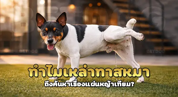 เทอร์เรียญี่ปุ่น ใช้แผ่นหญ้าเทียม ได้ไหม