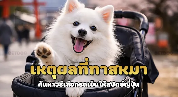 เลือกรถเข็น ให้สปิตซ์ญี่ปุ่น ยังไง