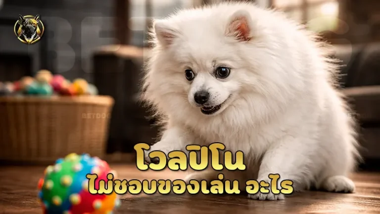 โวลปิโน ไม่ชอบของเล่น อะไร