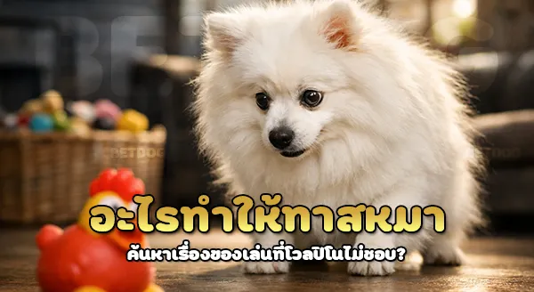 โวลปิโน ไม่ชอบของเล่น อะไร
