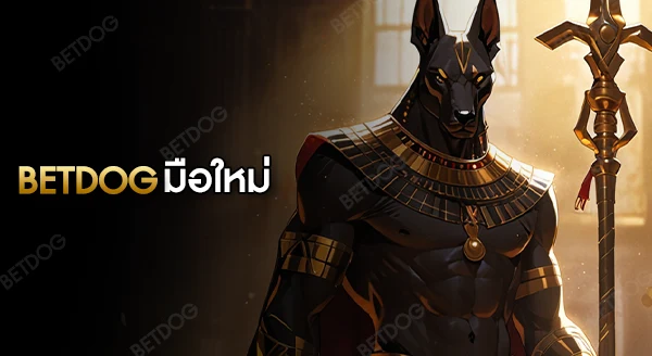 betdog มือใหม่ ควรเริ่มเล่นเกมอะไร