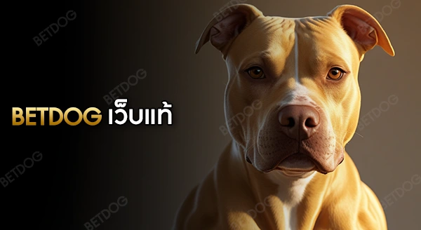 betdog เว็บแท้ ดูจากอะไร