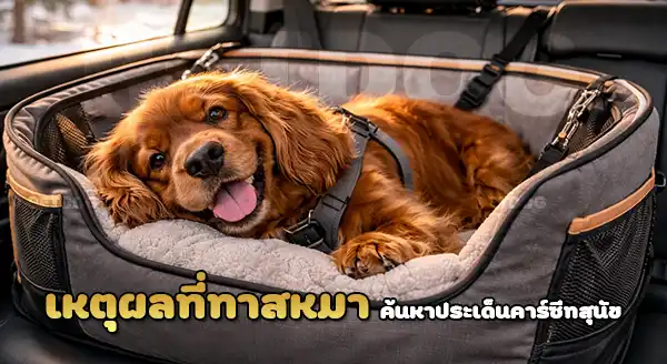 ซัสเซ็กซ์ กับการใช้งาน คาร์ซีทสุนัข