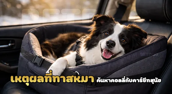 บอร์เดอร์ คอลลี่ นั่งคาร์ซีทสุนัข