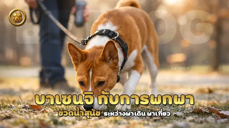 บาเซนจิ กับการพกพา ขวดน้ำสุนัข