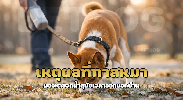 บาเซนจิ กับการพกพา ขวดน้ำสุนัข