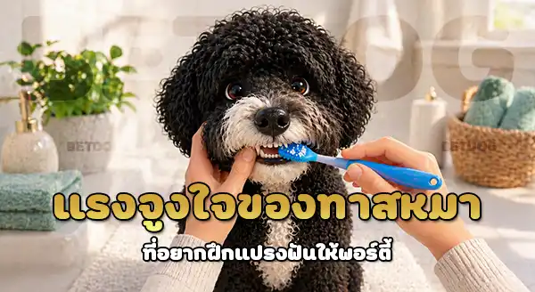 ฝึก พอร์ตี้ ใช้แปรงฟัน