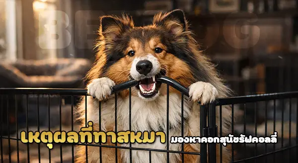 รัฟ คอลลี่ ใช้คอกสุนัข