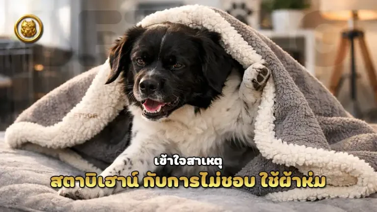 สตาบิเฮาน์ กับการไม่ชอบ ใช้ผ้าห่ม