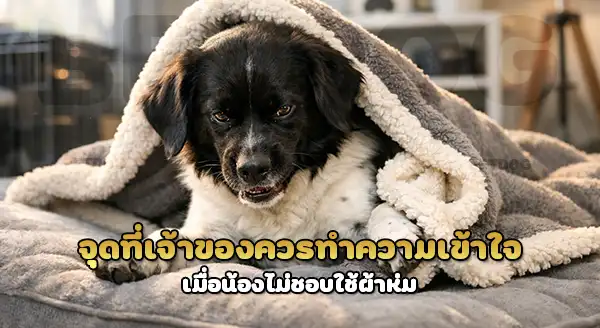 สตาบิเฮาน์ กับการไม่ชอบ ใช้ผ้าห่ม