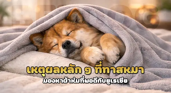 เลือกขนาด ผ้าห่ม ให้ยูเรเซีย