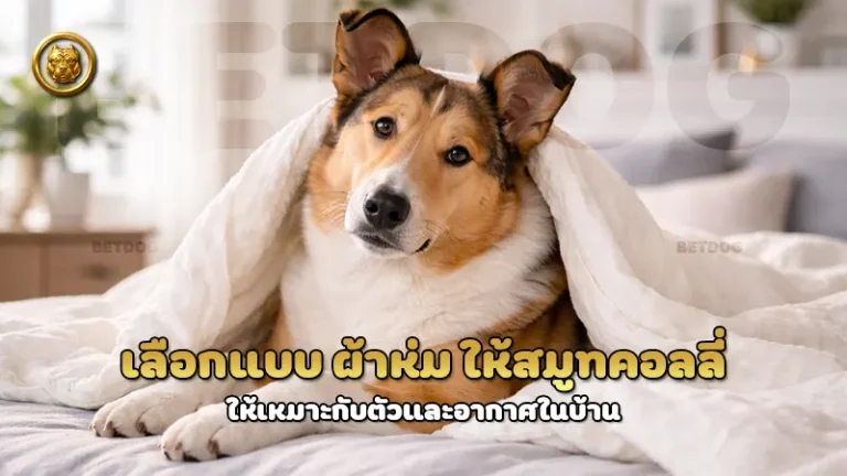 เลือกแบบ ผ้าห่ม ให้สมูทคอลลี่