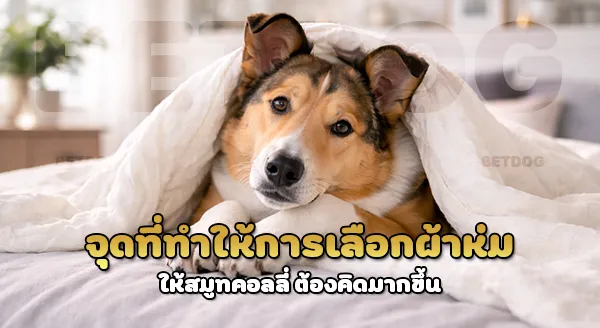 เลือกแบบ ผ้าห่ม ให้สมูทคอลลี่