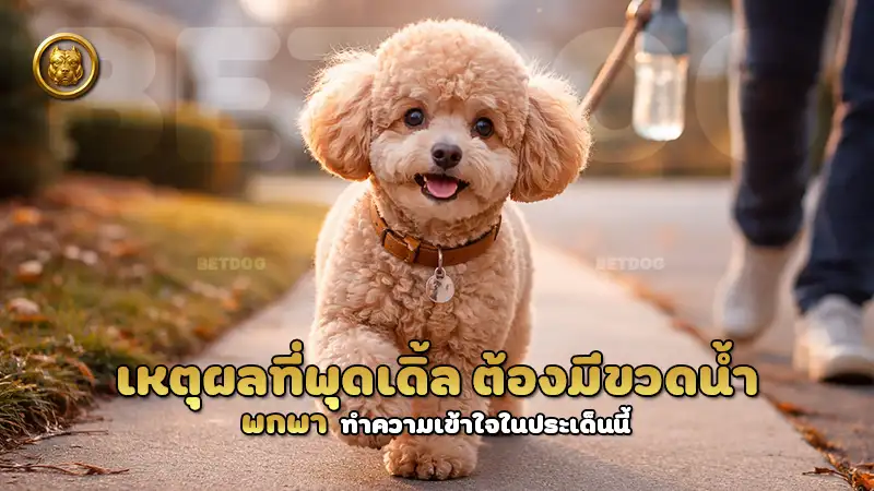 เหตุผลที่พุดเดิ้ล ต้องมีขวดน้ำ พกพา