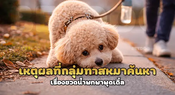 เหตุผลที่พุดเดิ้ล ต้องมีขวดน้ำ พกพา