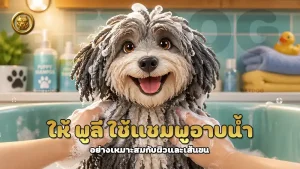 ให้ พูลี ใช้แชมพูอาบน้ำ