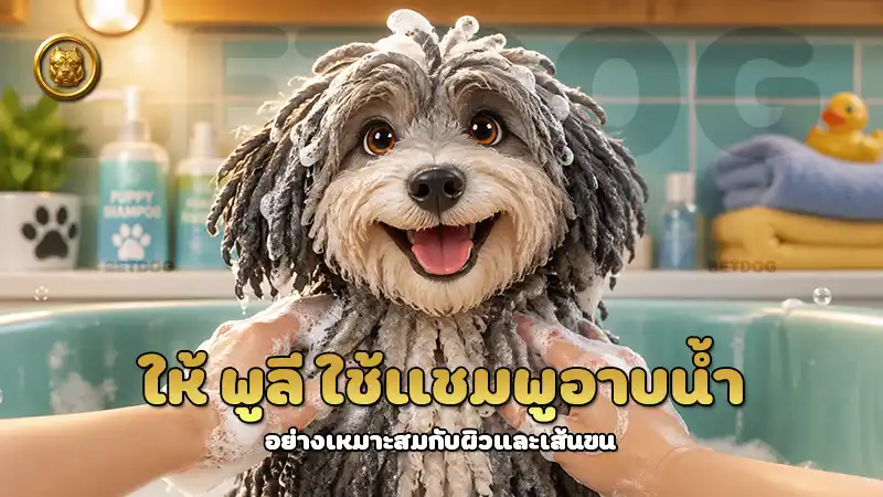ให้ พูลี ใช้แชมพูอาบน้ำ