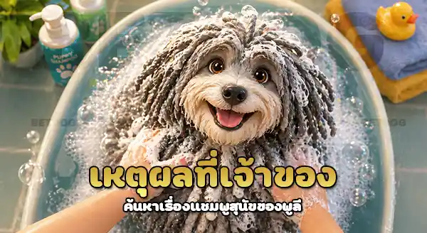 ให้ พูลี ใช้แชมพูอาบน้ำ