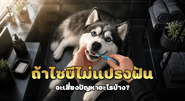 ไซบี ใช้แปรงฟัน ทุกวัน