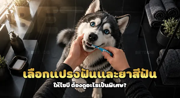 ไซบี ใช้แปรงฟัน ทุกวัน