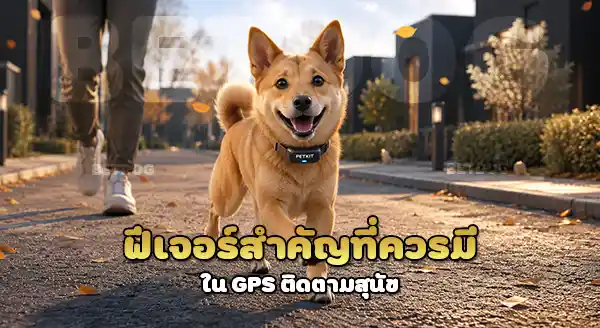 GPS ติดตาม คานาอันด็อก