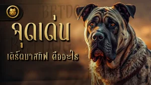 จุดเด่น เคิร์ดมาสทิฟ คืออะไร